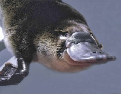 Duckbilled Platypus.jpg